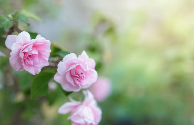 Premium Photo Blossom Pink Rose Flower In A Garden