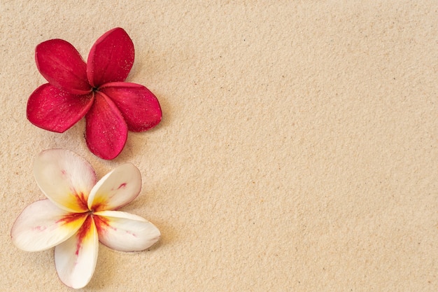 Premium Photo | Blossom Plumeria On Sand Beach Background