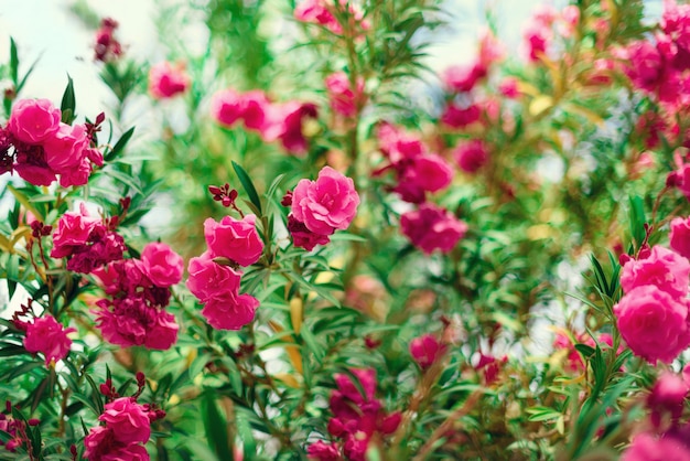 花春 エキゾチックな夏 晴れた日のコンセプトです 庭に咲くピンクのオレアンダーの花やネリウム イスラエルの野生の花 プレミアム写真