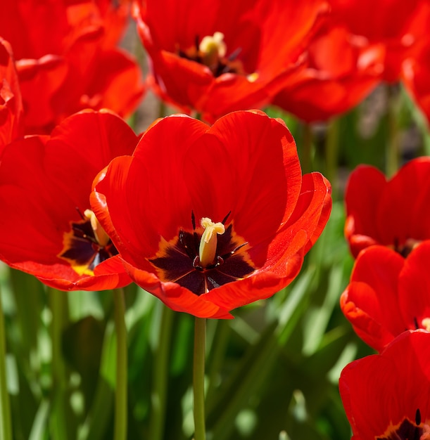 Premium Photo | Blossoming bud of a red tulip with a yellow pestle