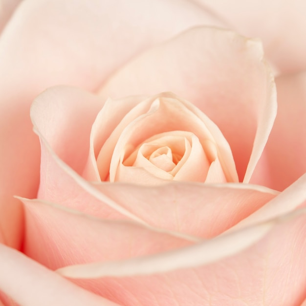 Premium Photo | Blossoming buds of beautiful, delicate, creamy roses.