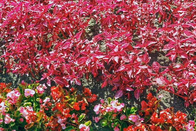 Растение С Розовыми Листьями Фото