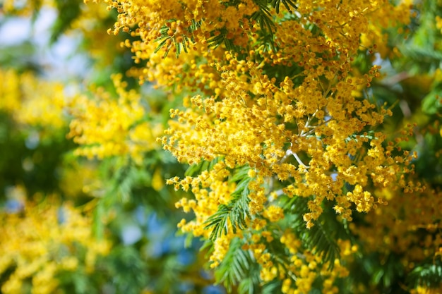 Free Photo | Blossoming spring acacia dealbata