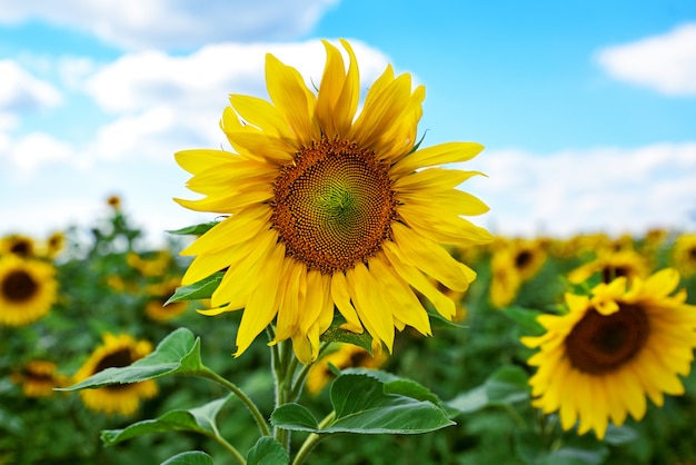 Premium Photo | Blossoming sunflower