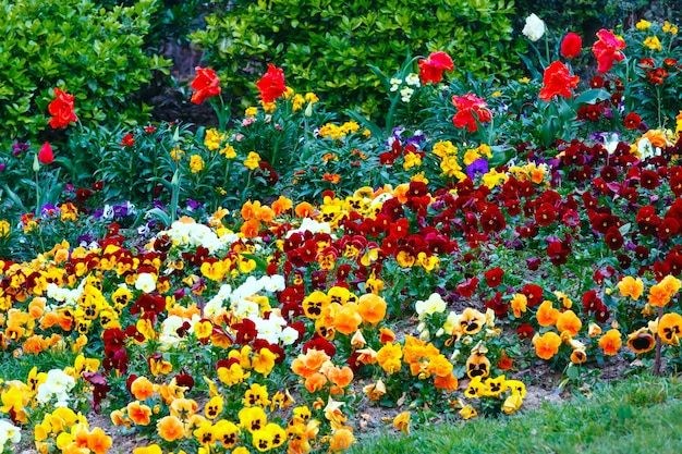 春の花壇に咲く色とりどりのビオラトリコロールの花と赤いチューリップ プレミアム写真