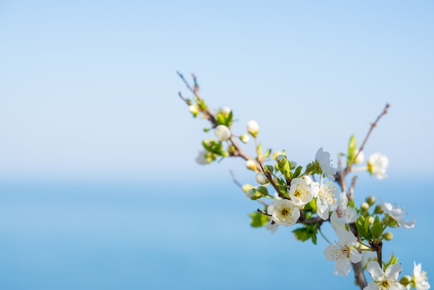 ぼやけた自然の背景に花が咲きます 春の花 水色のボケ味のコピースペースと春の背景 プレミアム写真