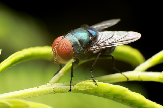 Premium Photo Blow fly carrion fly bluebottles or cluster fly on Premium Photo Blow fly carrion fly bluebottles or cluster fly on
