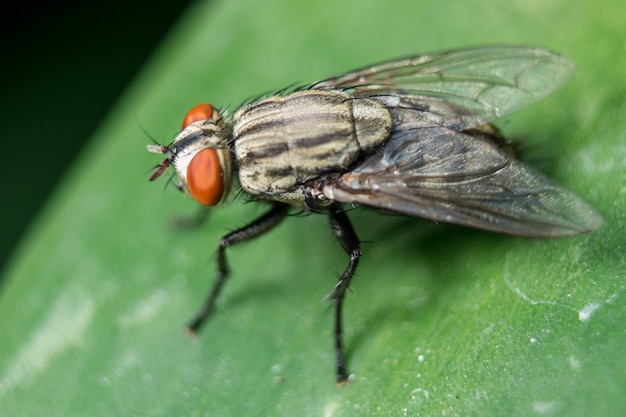 Premium Photo | Blow fly on the leaves can be found in communities that ...