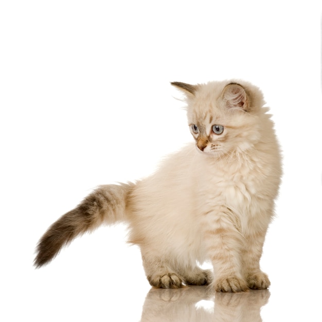 Premium Photo | Blu-tabby-point birman kitten. cat portrait isolated