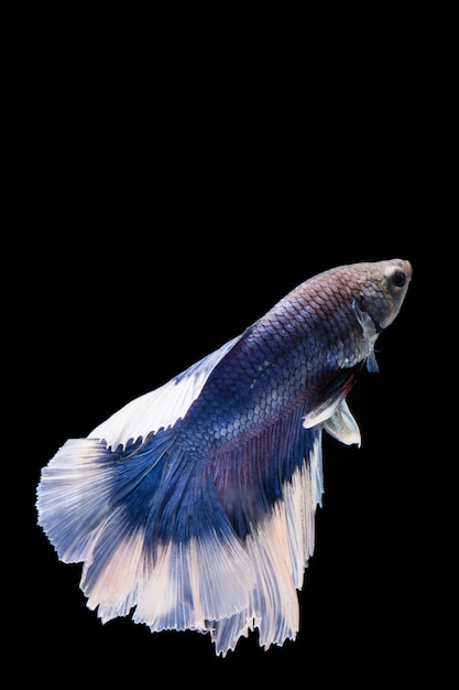 青と白のベタの魚 黒い背景にシャムの戦いの魚青と白のベタの魚 黒い背景にシャムの戦いの魚 プレミアム写真