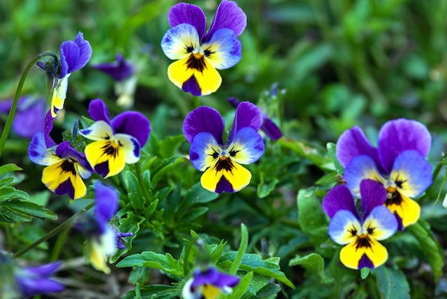 夏の庭で青と黄色のパンジーの花 ビオラトリコロール プレミアム写真
