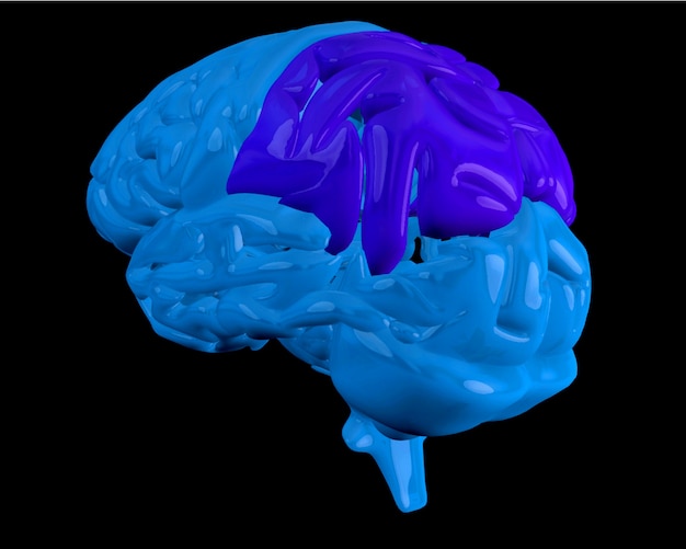 Premium Photo | Blue brain with highlighted parietal lobe