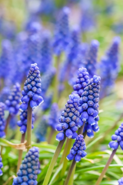 Premium Photo | Blue buds flowers muscari armeniacum or grape hyacinth