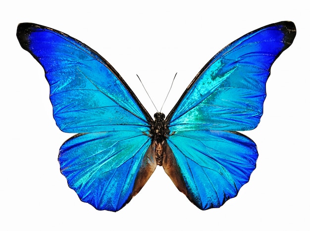Download Free Butterfly Images Free Vectors Stock Photos Psd Use our free logo maker to create a logo and build your brand. Put your logo on business cards, promotional products, or your website for brand visibility.