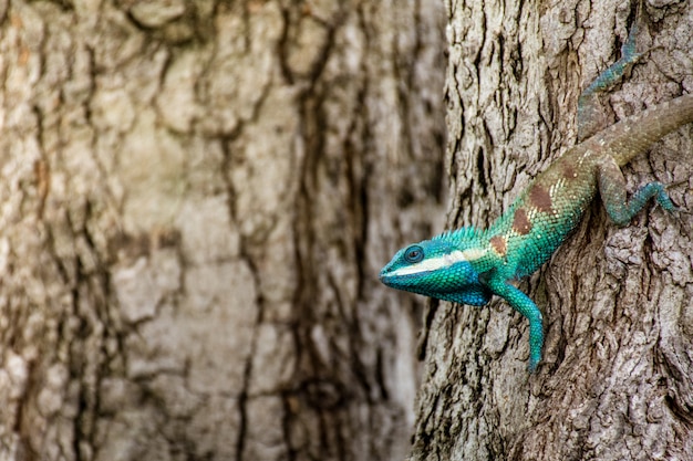 木の熱帯地域の青いカメレオン プレミアム写真