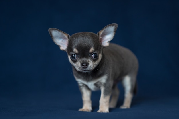 Long-haired blue chihuahua puppies - wide 9