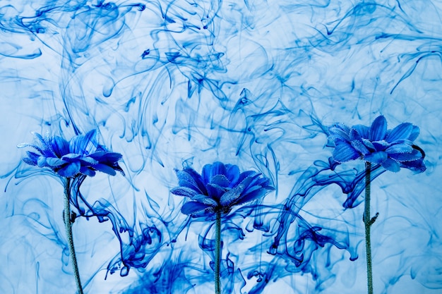 Premium Photo Blue Chrysanthemum Inside Water White Background Flowers Aster Under Paints Indigo Smoke Steam Blur