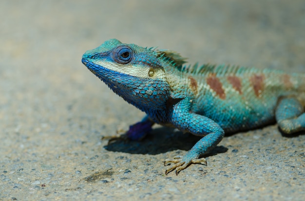 熱帯の森 タイの青い菱形のトカゲ プレミアム写真