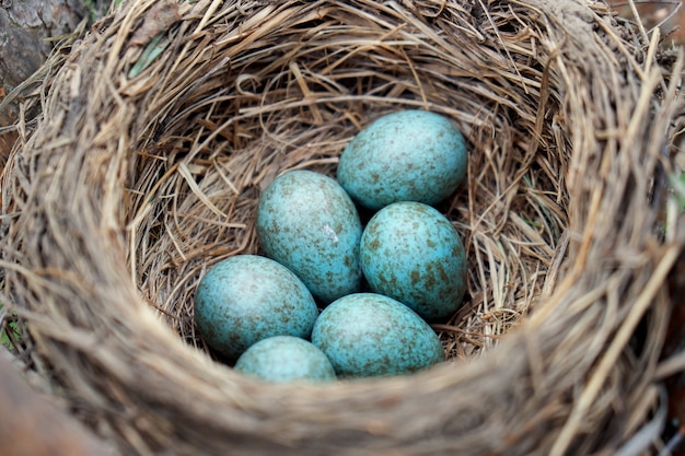 Premium Photo | Blue eggs of a wild bird thrush lying in the nest ...