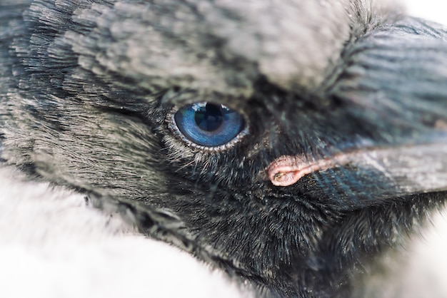 Premium Photo | Blue eye of crow close up. portrait of urban bird ...