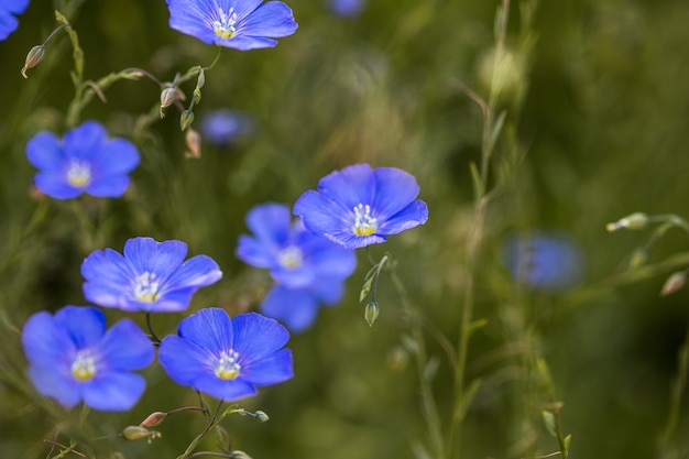 草が茂った背景に亜麻の花の青い花産業亜麻の農業分野 プレミアム写真