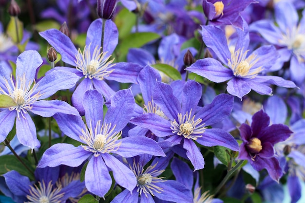 Premium Photo | Blue flowers in the flower bed for decoration over ...