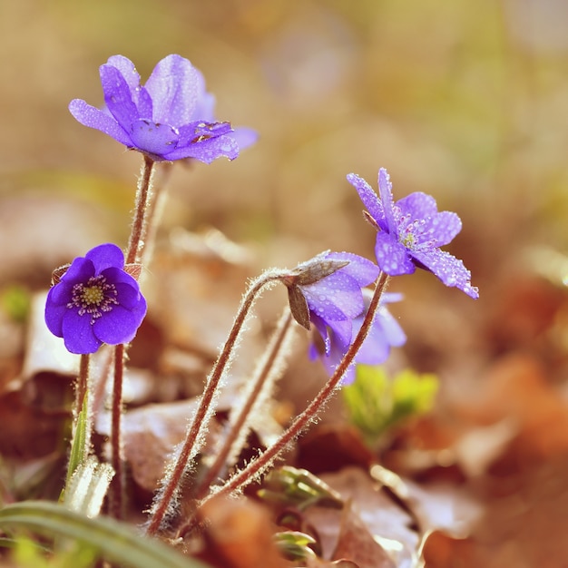 Blue Flowers In Raindrops Free Photo