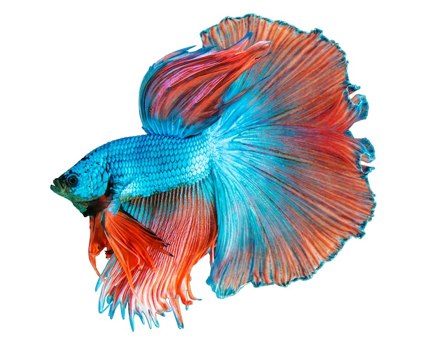 Premium Photo | Blue halfmoon betta fish