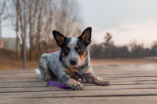 Premium Photo | Blue heeler dog on the dock australian cattle dog breed ...