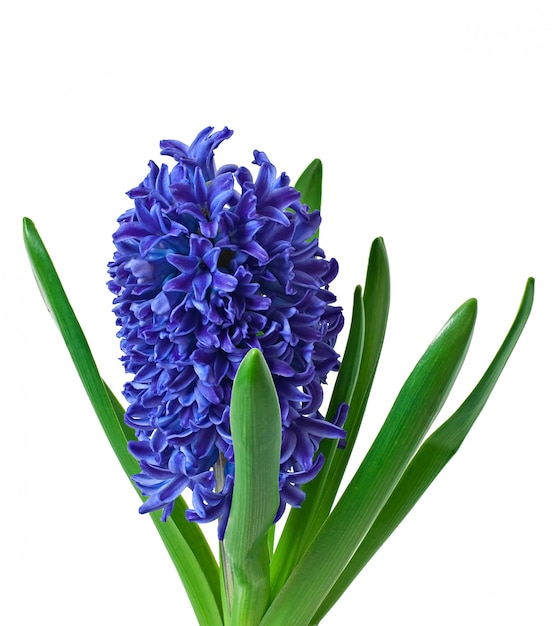 Free Photo | Blue hyacinth isolated