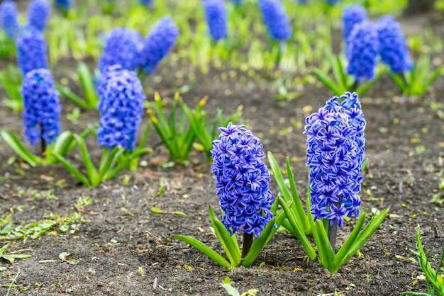 春の公園で青いヒヤシンスの花 プレミアム写真