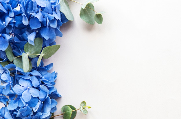 Premium Photo | Blue hydrangea flowers on white background copyspace