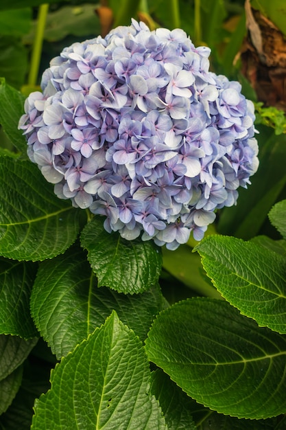 Blue hydrangea macrophylla flower | Premium Photo