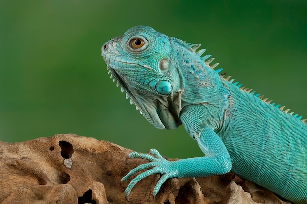 Premium Photo | Blue iguana closeup on branch with black backgrond blue ...