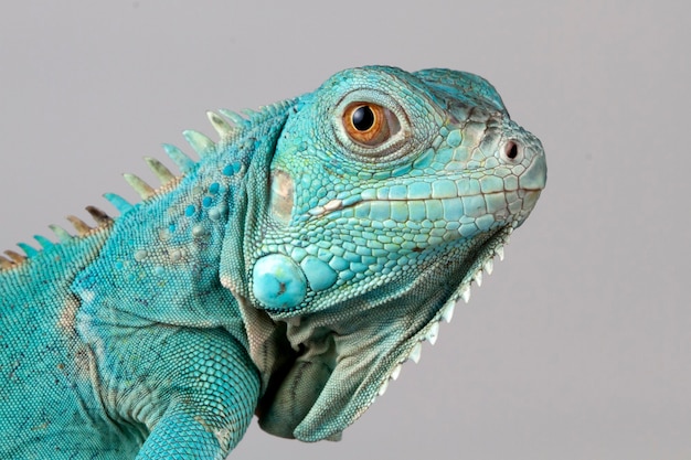 Premium Photo | Blue iguana closeup on branch with gray