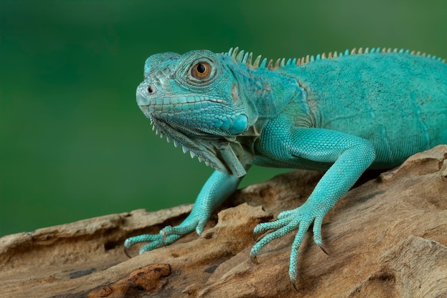 Free Photo | Blue iguana closeup on branch