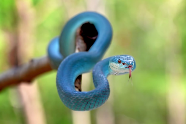 Premium Photo | Blue insularis pit viper snakes, trimeresurus albolabris