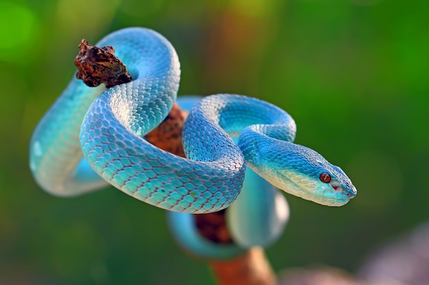 Premium Photo | Blue insularis pit viper snakes, trimeresurus albolabris