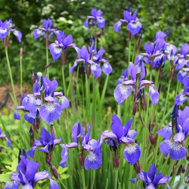 bluej iris garden