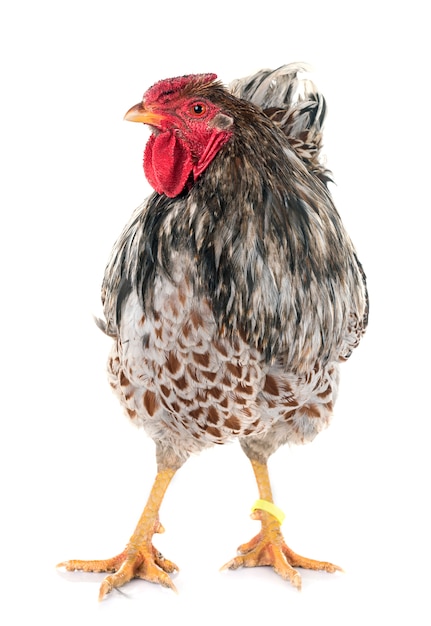Blue-laced wyandotte chicken in studio Photo | Premium ...