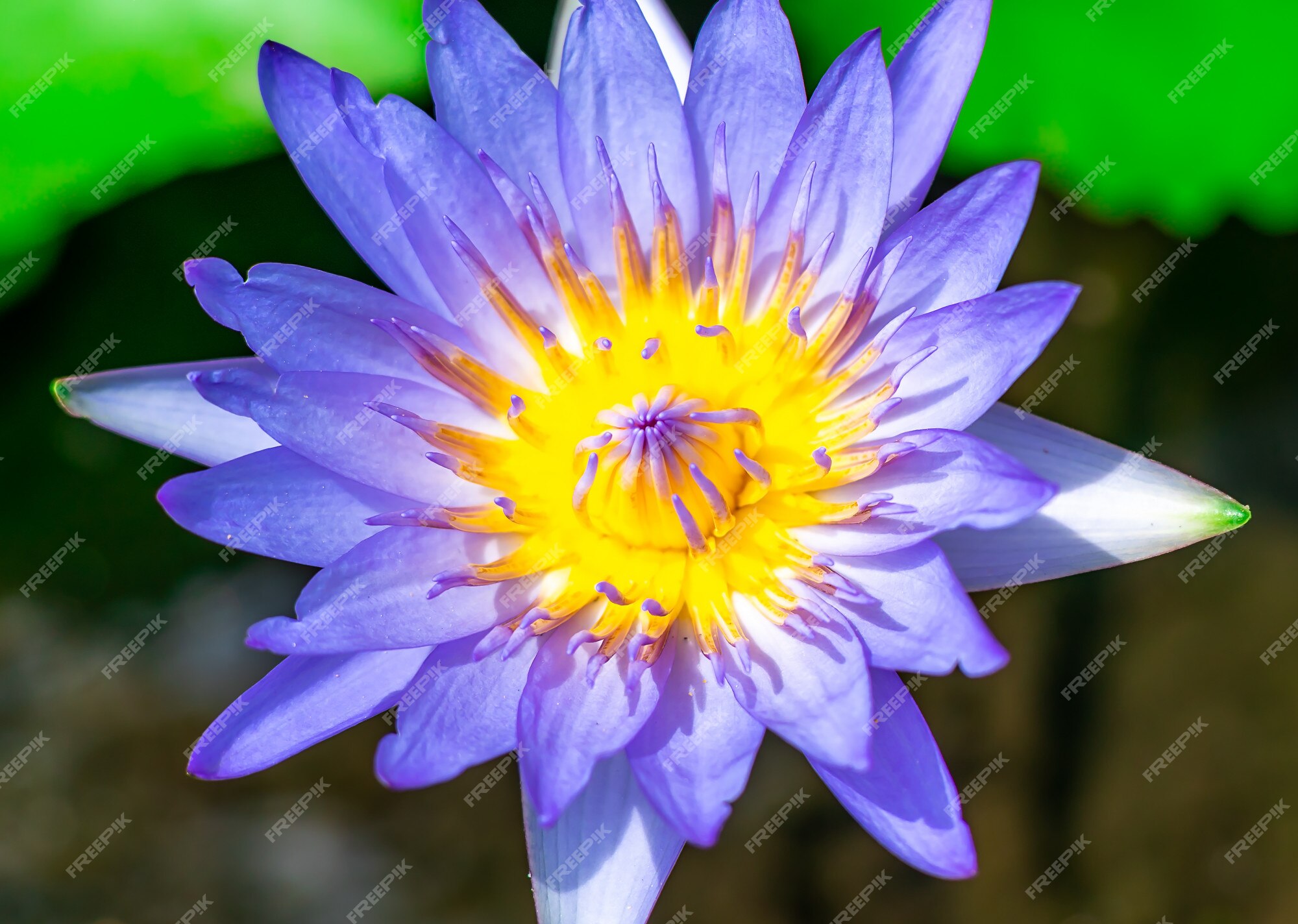 Premium Photo | Blue lily water or lotus flower in the basin very fresh