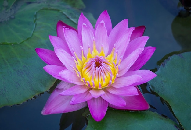 Blue Lotus Flower Effects | Best Flower Site