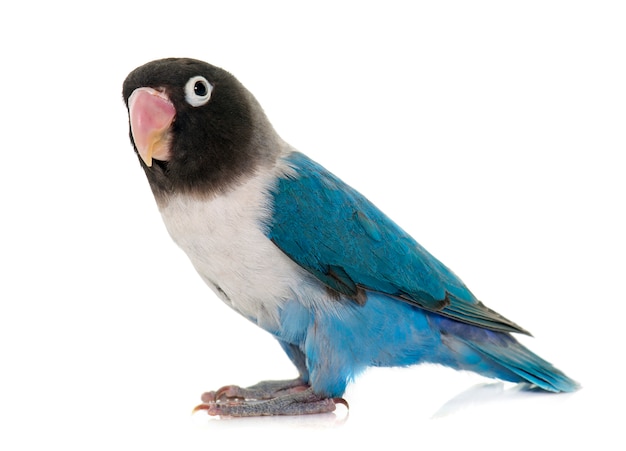 Premium Photo | Blue masqued lovebird