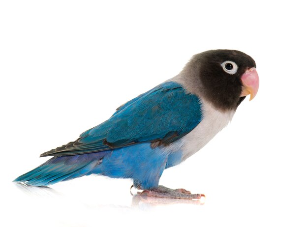 Premium Photo | Blue masqued lovebird