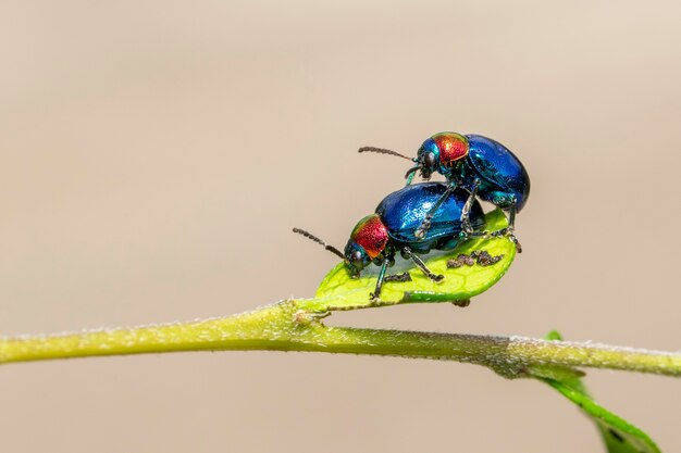 Premium Photo Blue Milkweed Beetle It Has Blue Wings And A Red Head Couple Make Love Insect