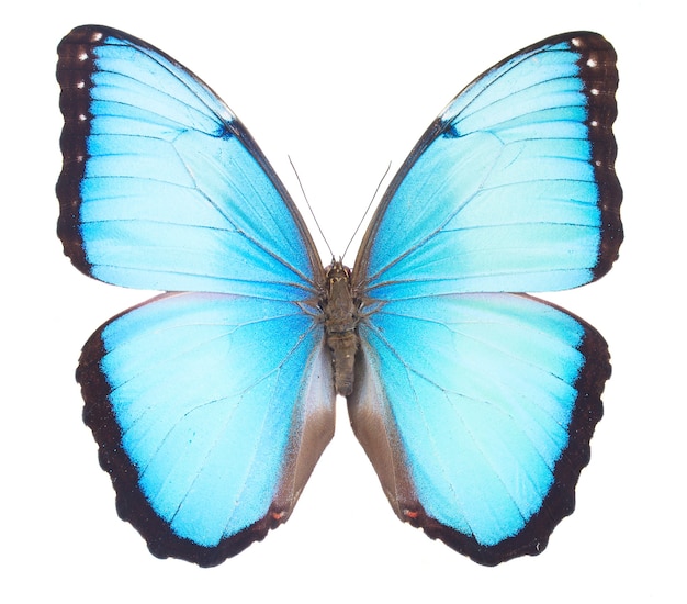 Morpho Blue Butterfly , Isolated On White Stock Photo By ©sun_tiger