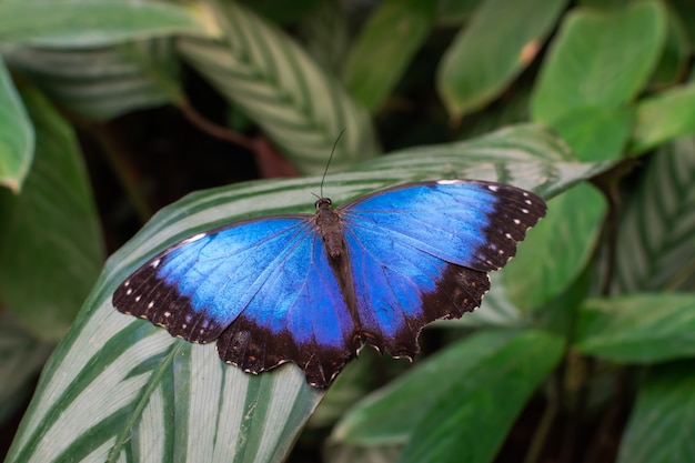 Premium Photo | Blue morpho peleides butterfly