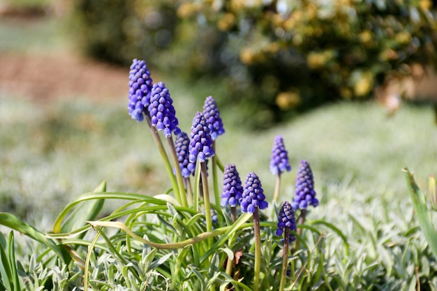 Premium Photo | Blue muscari flowers close up a group of grape hyacinth ...