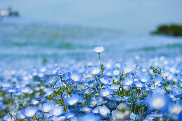 青いネモフィラの花が春の日立海浜公園に着陸します プレミアム写真