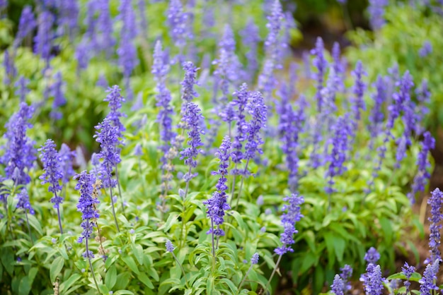 Blue salvia purple flowers | Premium Photo